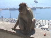 Die Affen von Gibraltar